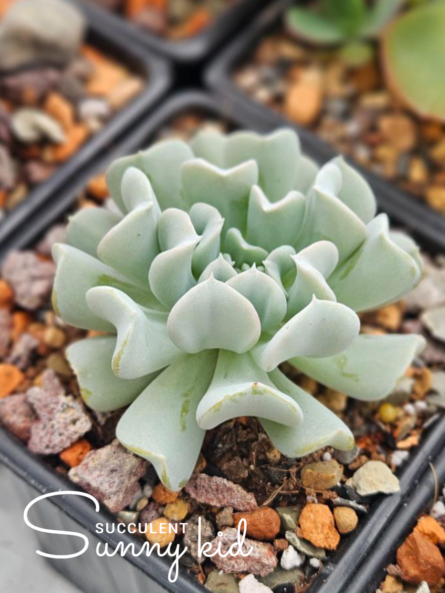 Echeveria Topsy Turvy. Летний выгул. Сентябрь 2025