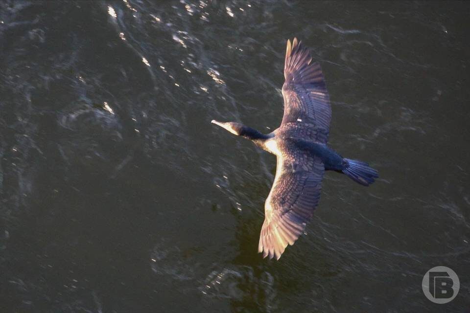    Фото: Дмитрий Рогулин/"Городские вести"