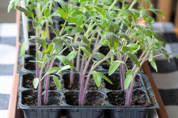 Источник фото shutterstock.com