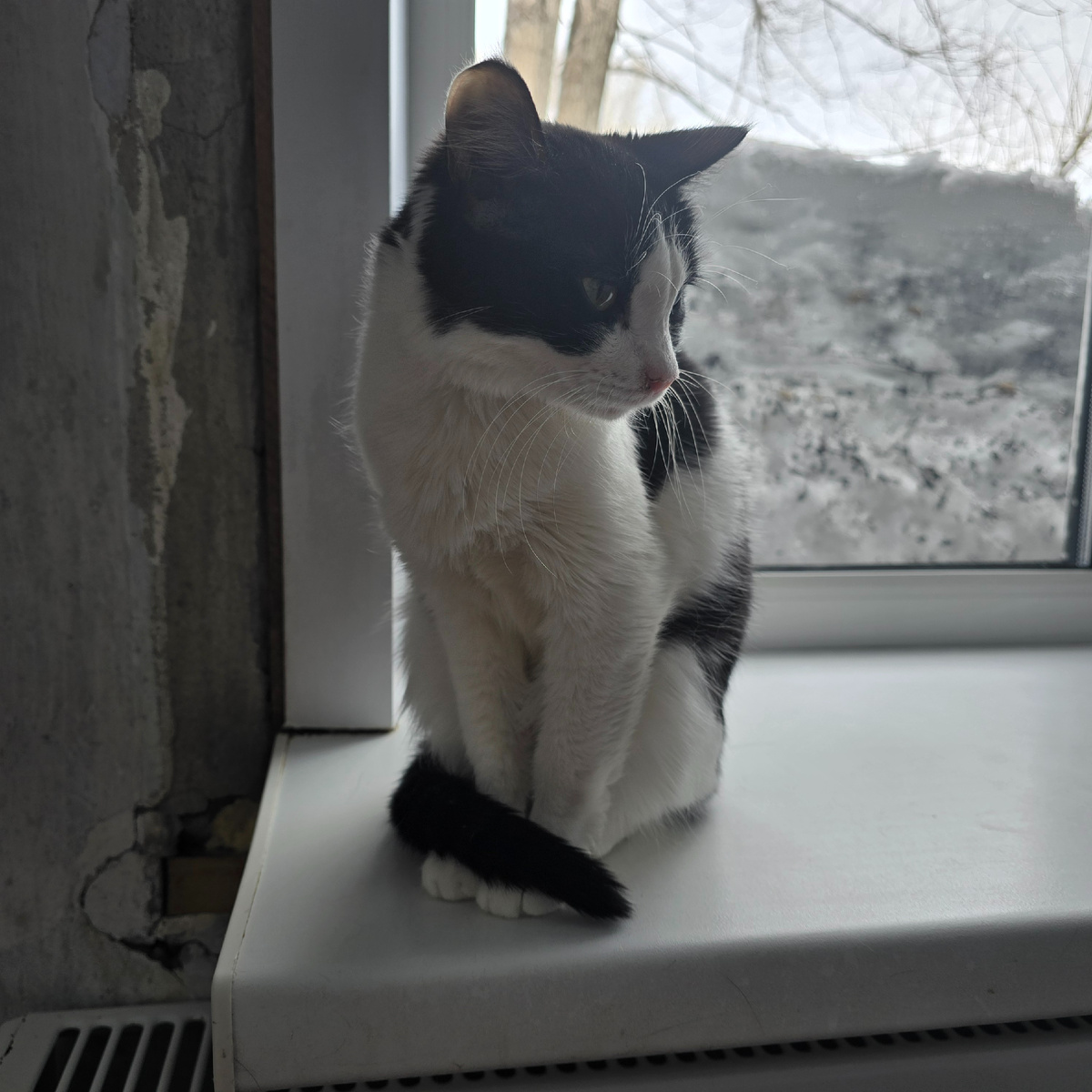 черно-белая надежда у холодного окна