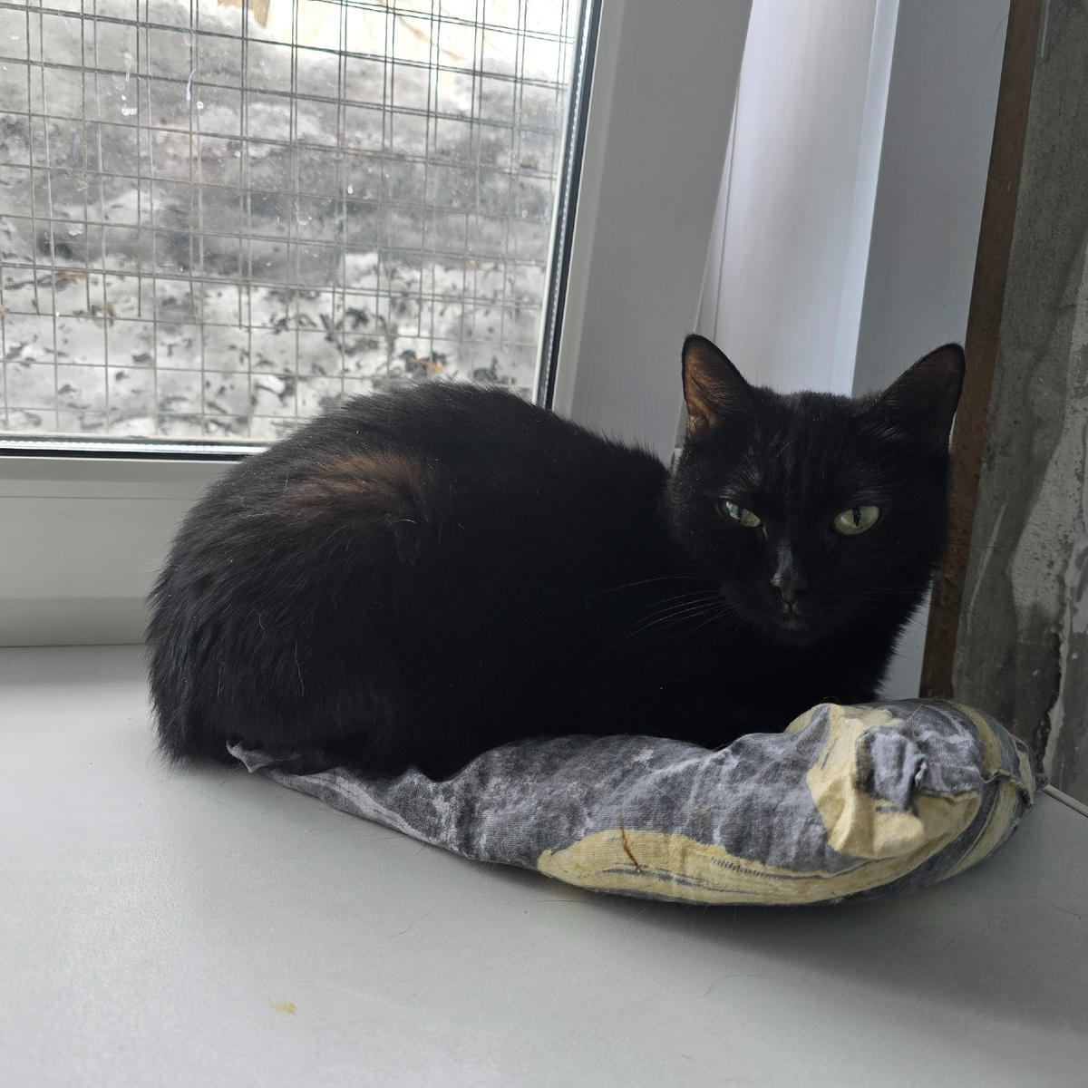 темные глаза полные тоски