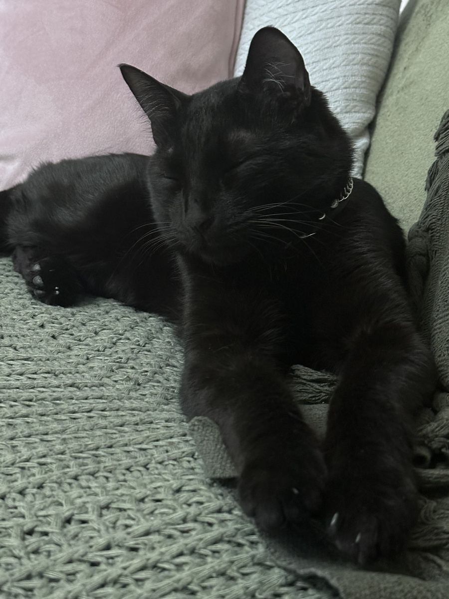 И вот такой вырос роскошный котище...