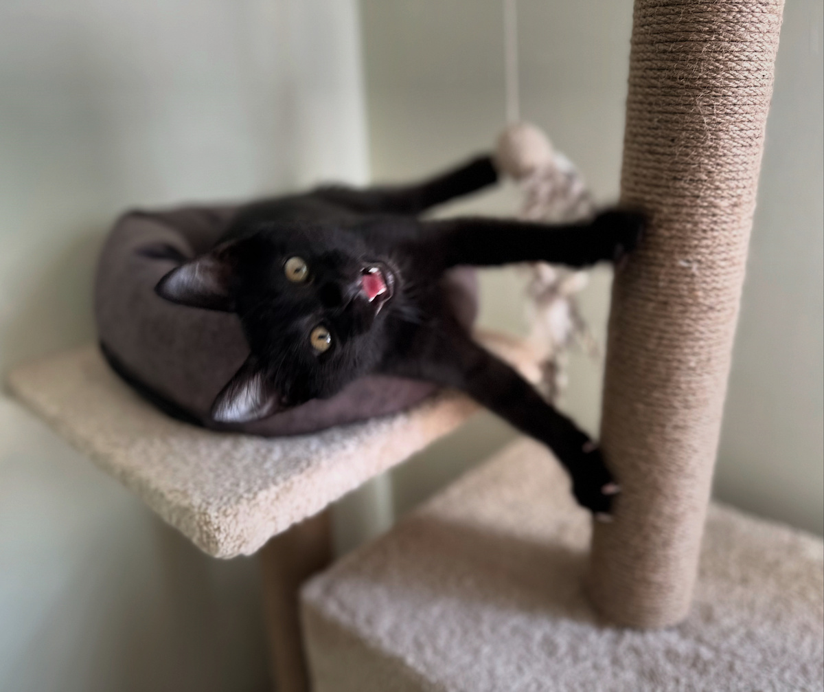 Вот такой он был малыш, наш Уголёк.