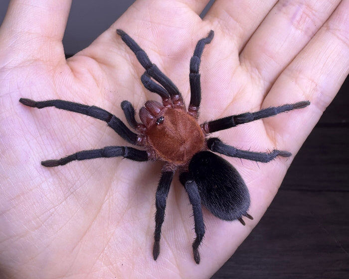 Яркая головогрудь Bumba horrida выглядит как тлеющий уголек на фоне черного бархата лапок.