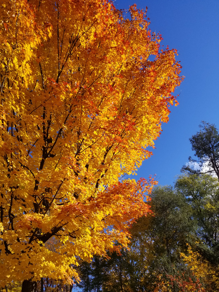 Страна канадского кленового листа.
