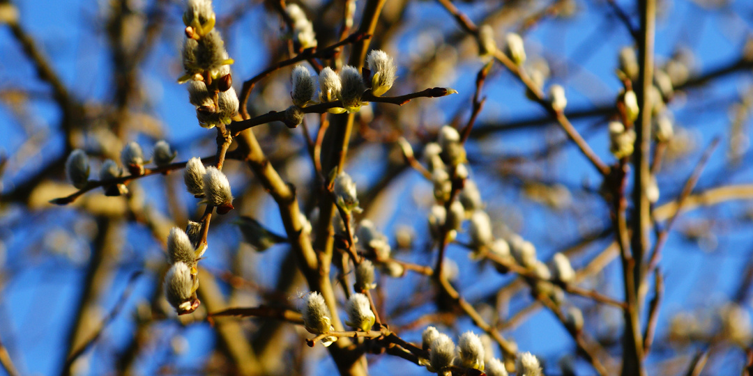 Весна в городе: какие риски для здоровья?