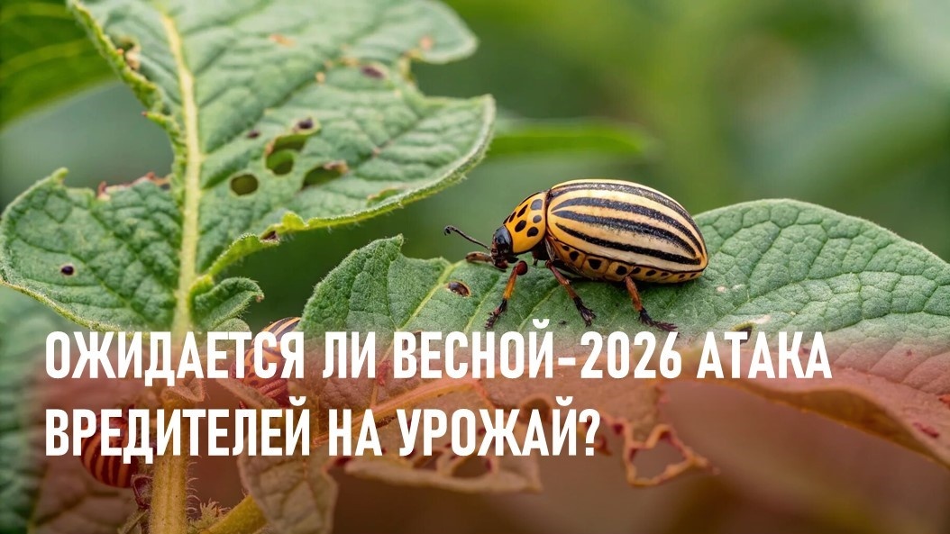 Фото: telegra.ph