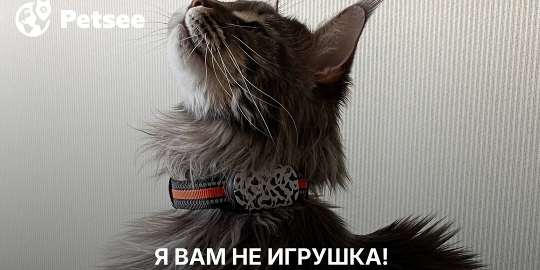 Кошки не для всех: 5 пород, которые могут стать испытанием
