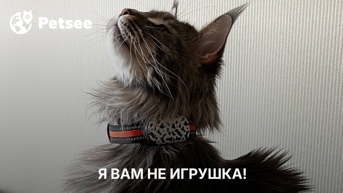 Эти кошки не для всех: 5 пород, которые могут стать испытанием, особенно если дома дети