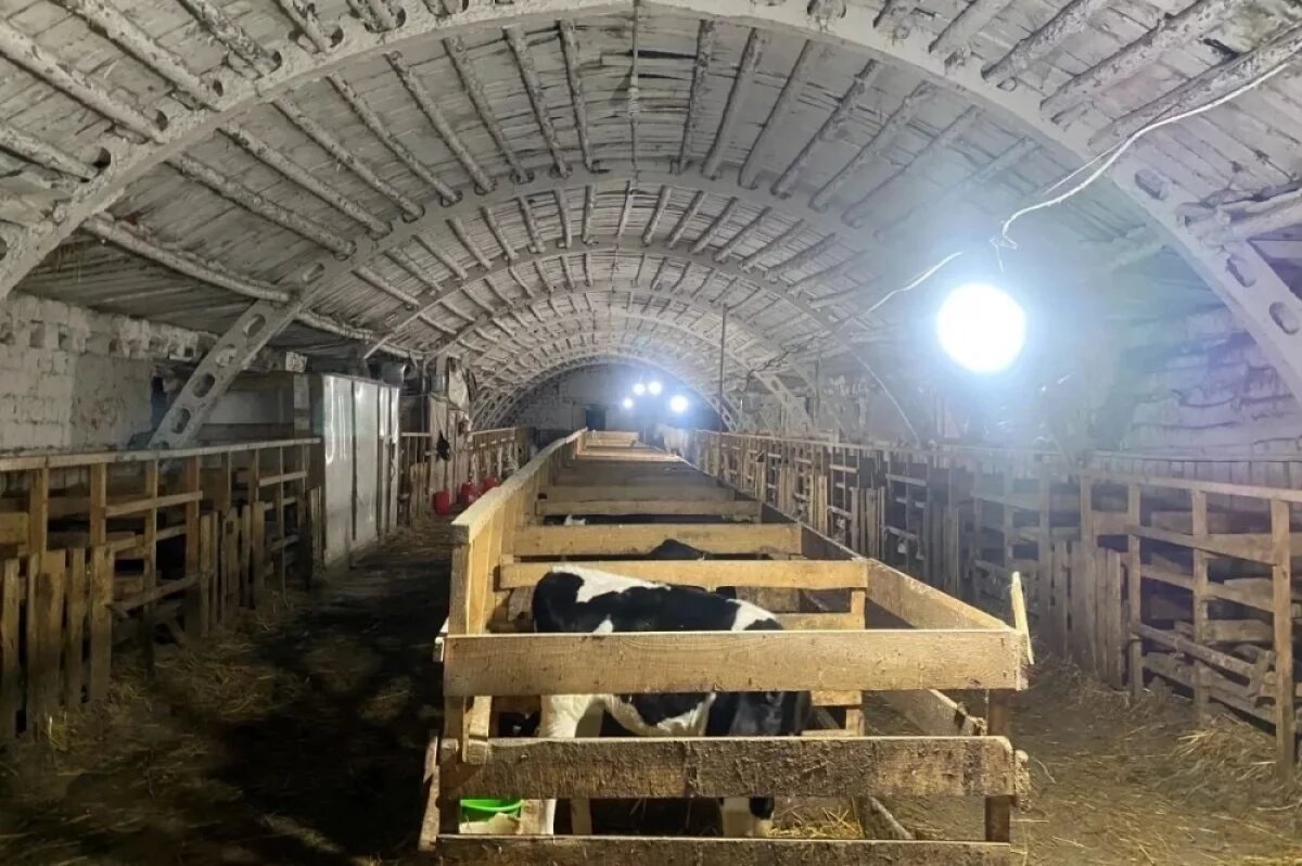    Двое жителей Миасса в балаклавах ночью пытались украсть телят из коровника