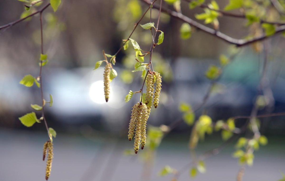    Аллергия стала серьёзной проблемой для миллионов людей