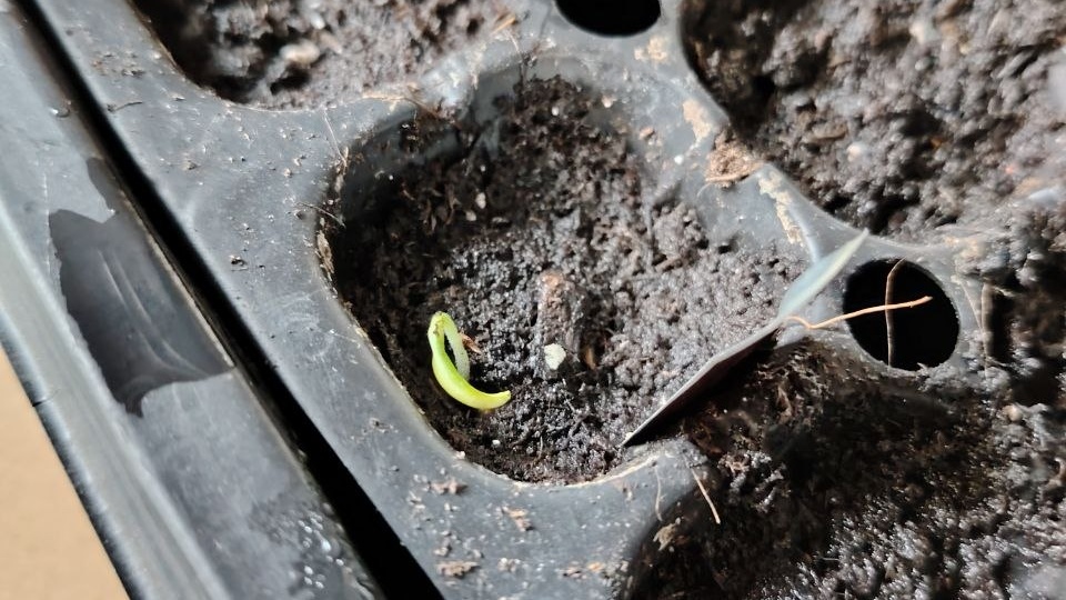 Добрейшее утро