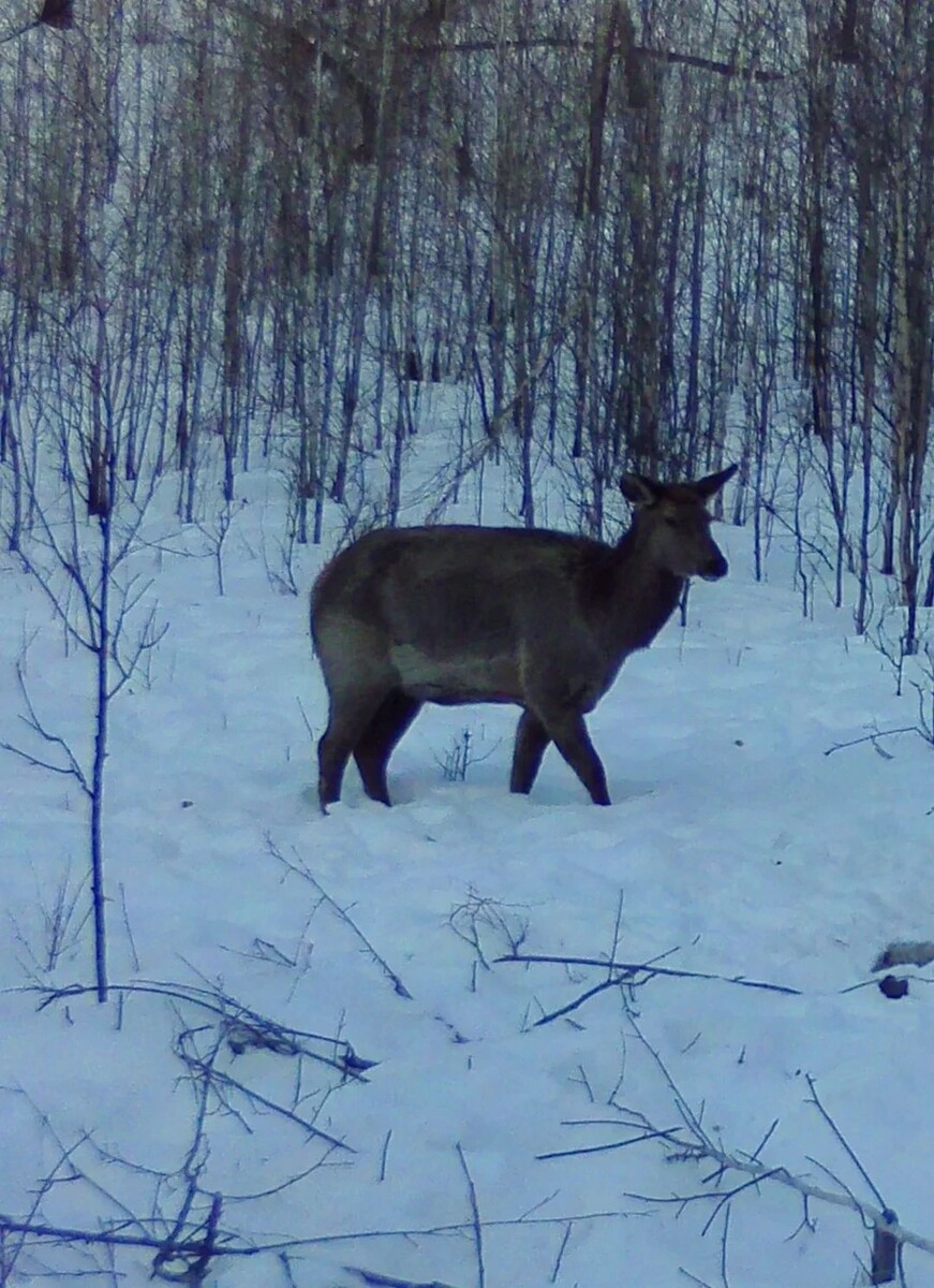   Фото: Пресс-служба Минприроды Забайкалья