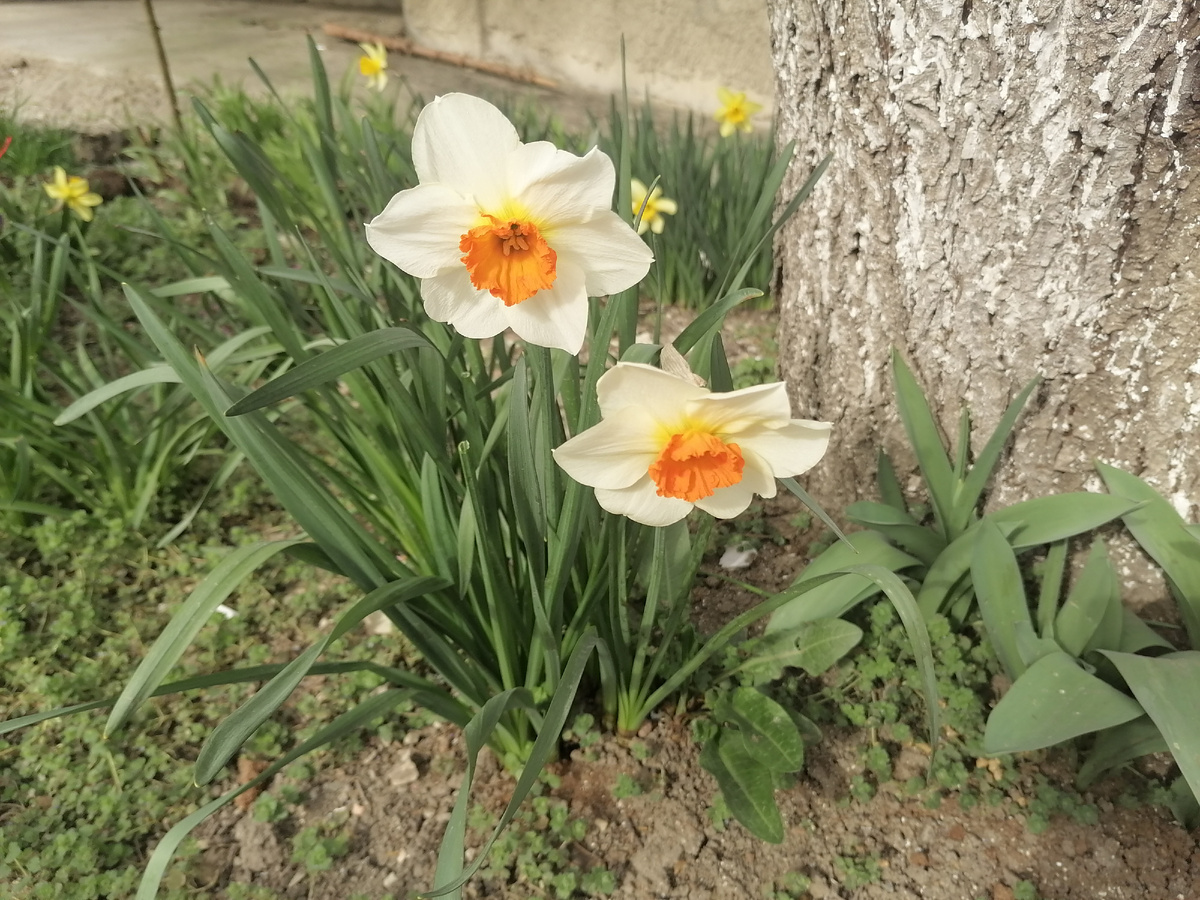 Дождалась нарциссы) Белые. 
