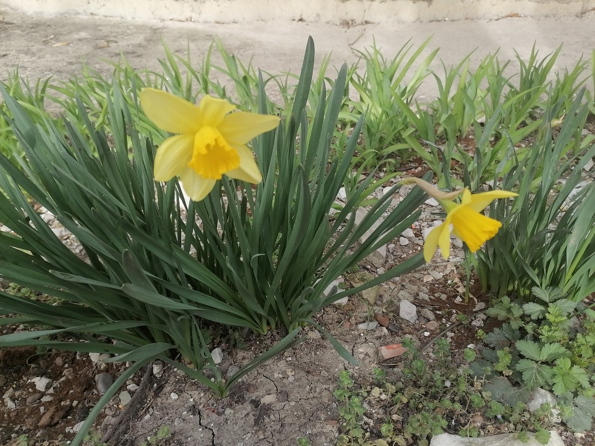 Желтые нарциссы. Качались на ветру, поэтому фото вышло не чёткое.