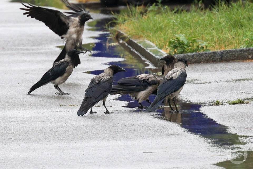    Фото: Дмитрий Рогулин/"Городские вести"
