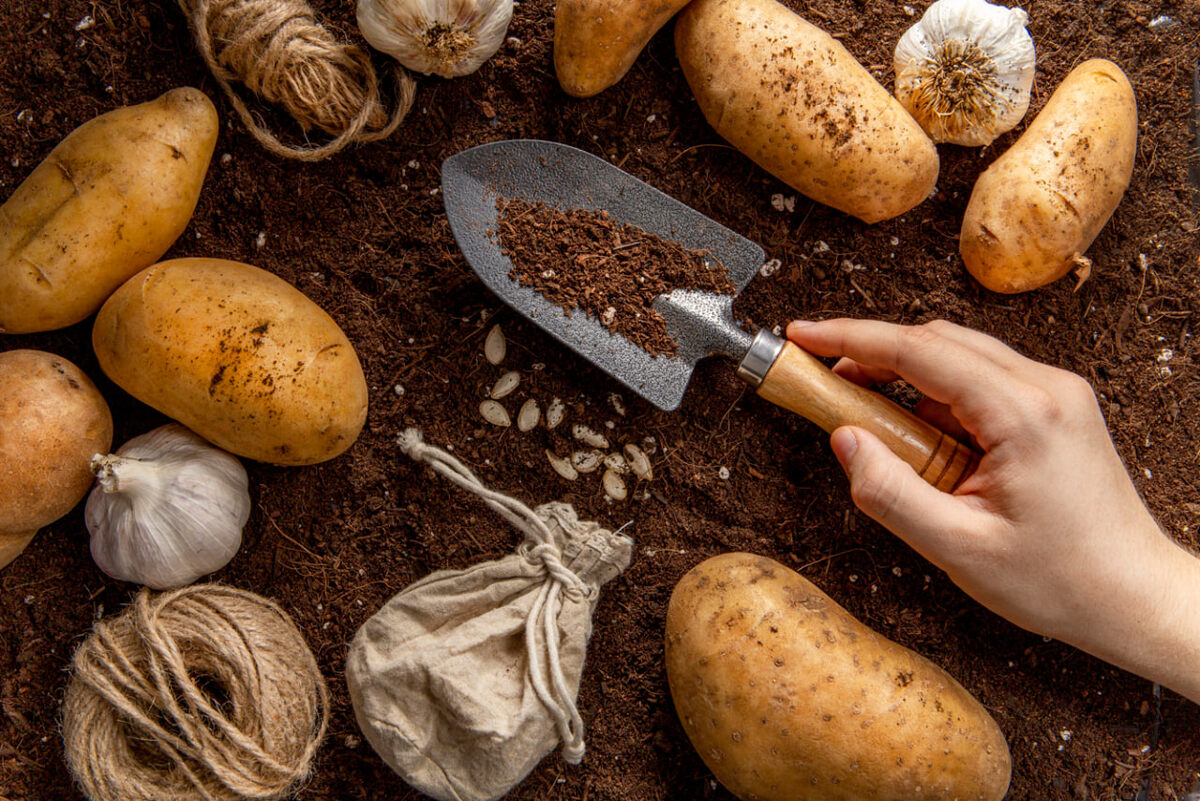    Выращиваешь картошку, но урожай вялый? Эти 5 ошибок убивают его с самого начала - сосед узнал мой секрет и не поверил своим глазам