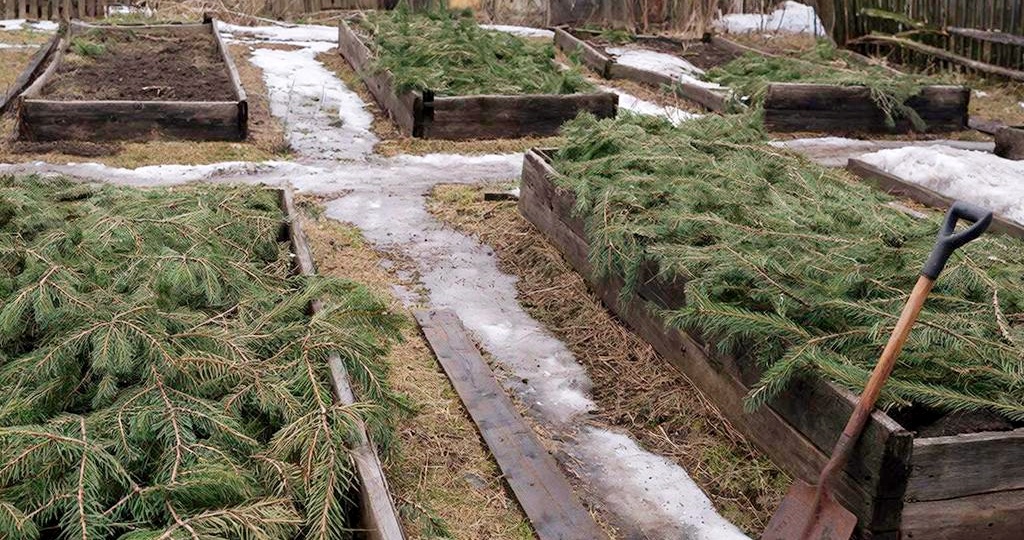Еловый «замок» для грядки: Мой бесплатный способ защитить почву в марте и залог раннего урожая