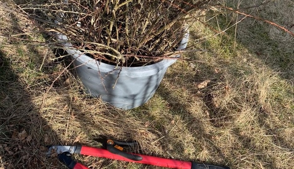 Обрезка ягодных кустарников – это важный шаг к богатому урожаю