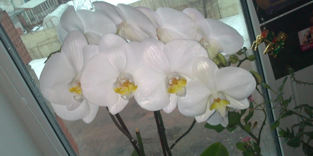 🌺 Орхидея цветёт 8 месяцев в году:мой работающий чек лист по уходу