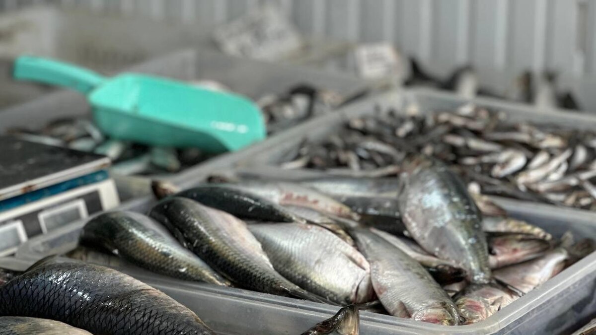 Фото: РБК Юг