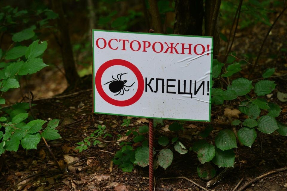    Осторожно, клещи. Источник: Леонид Павлюченко / media4media.ru