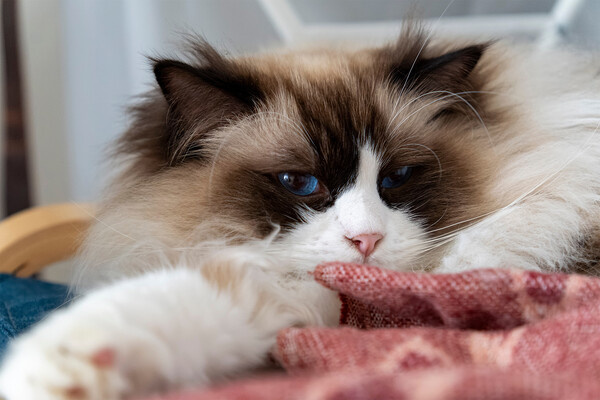 iBennn/Shutterstock/FOTODOM   📷