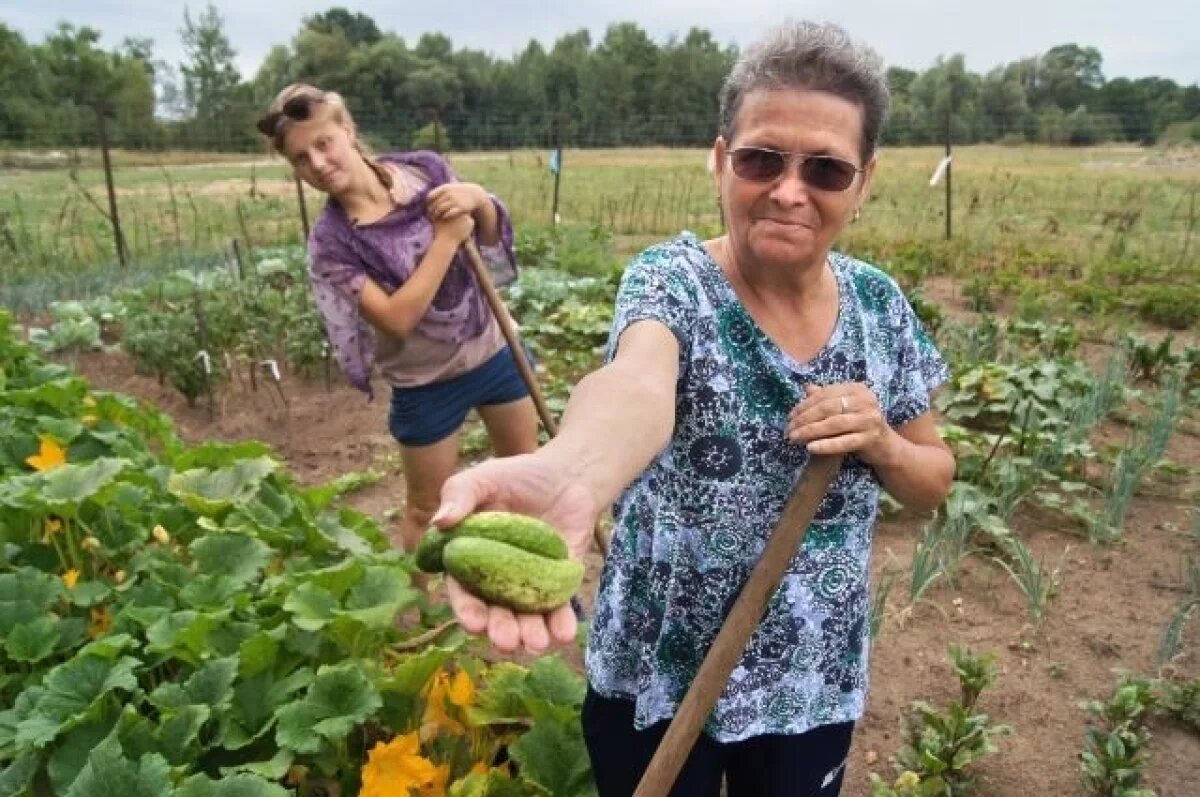    Укроп томату не товарищ.