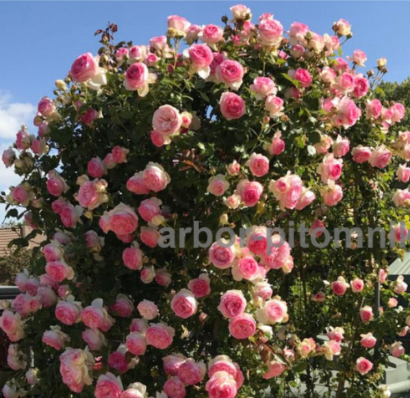 Пьер де Ронсар 