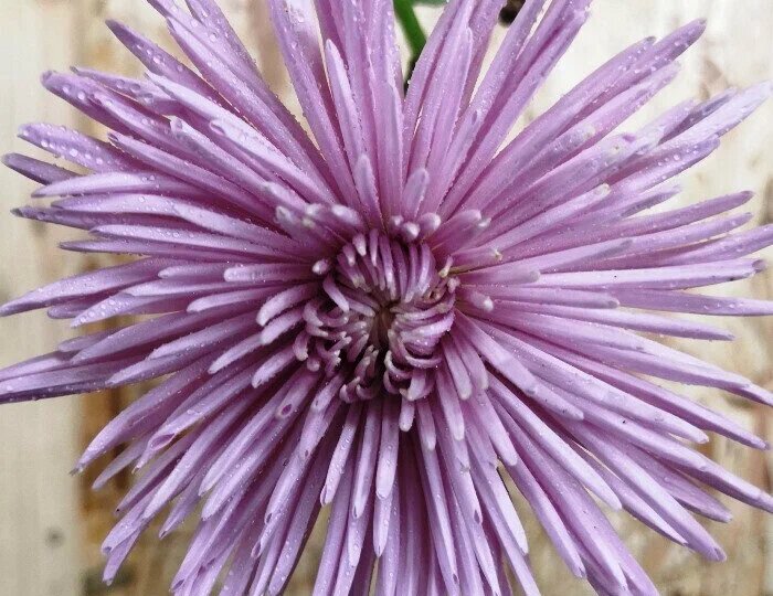 Домашняя Магия Ляли Давтар