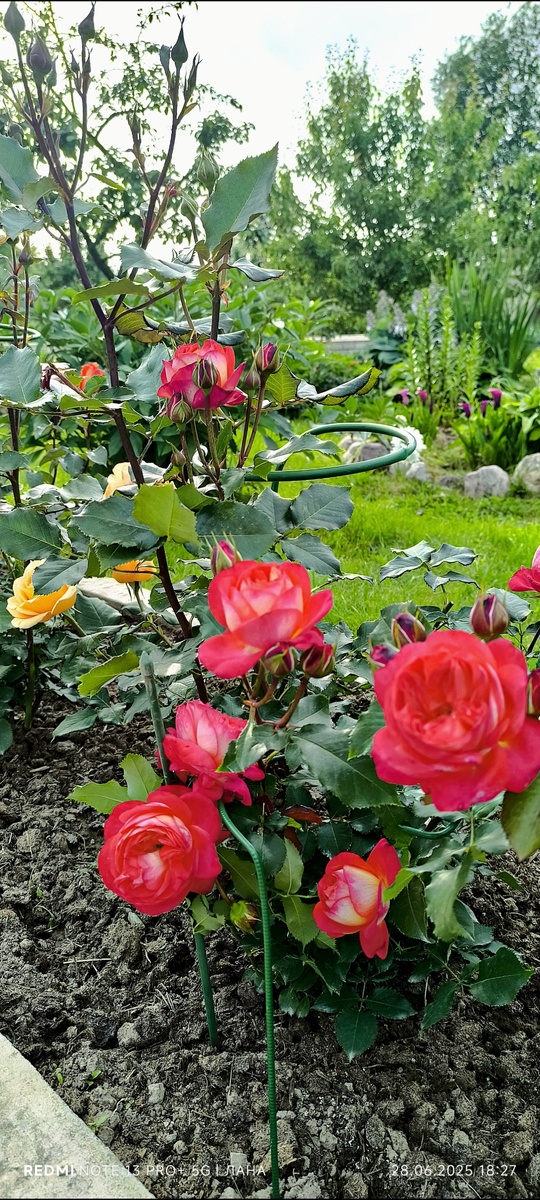 Роза флорибунда Мидсамер.