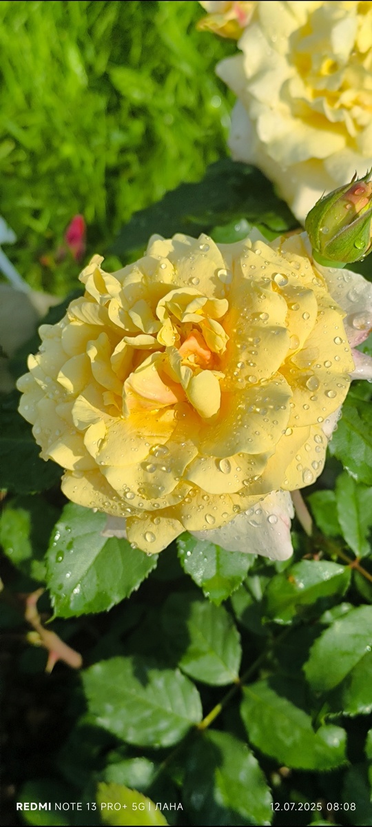 Роза шраб Карамелла.