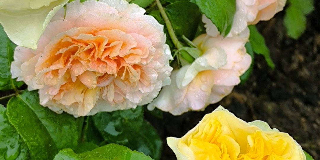 Медный щит для роз.