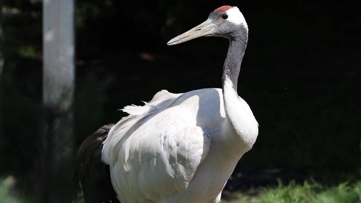    Фото: Пресс-служба Департамента культуры города Москвы