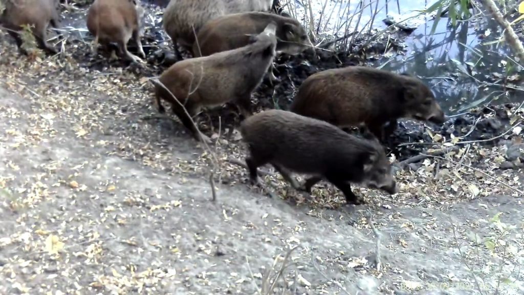    Фото: скриншот видео Василий Шеин