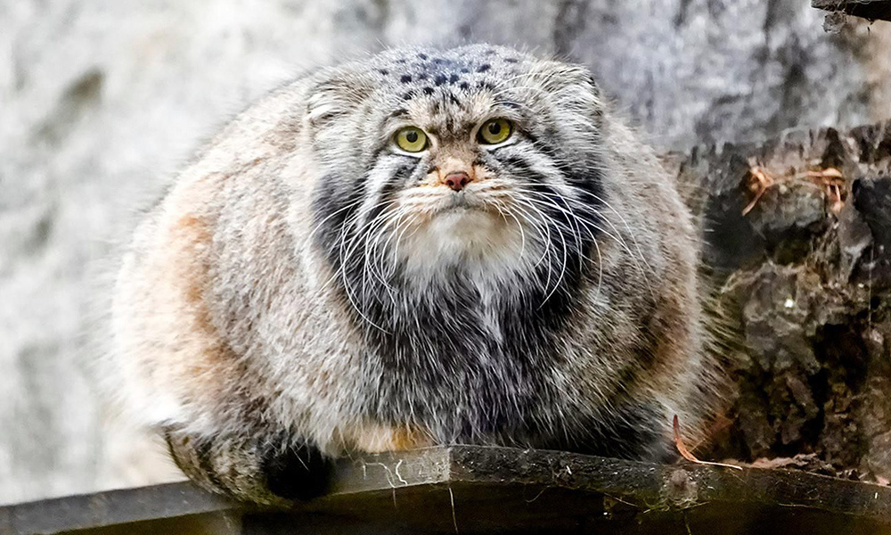    © Пресс-служба Мэра и Правительства Москвы 