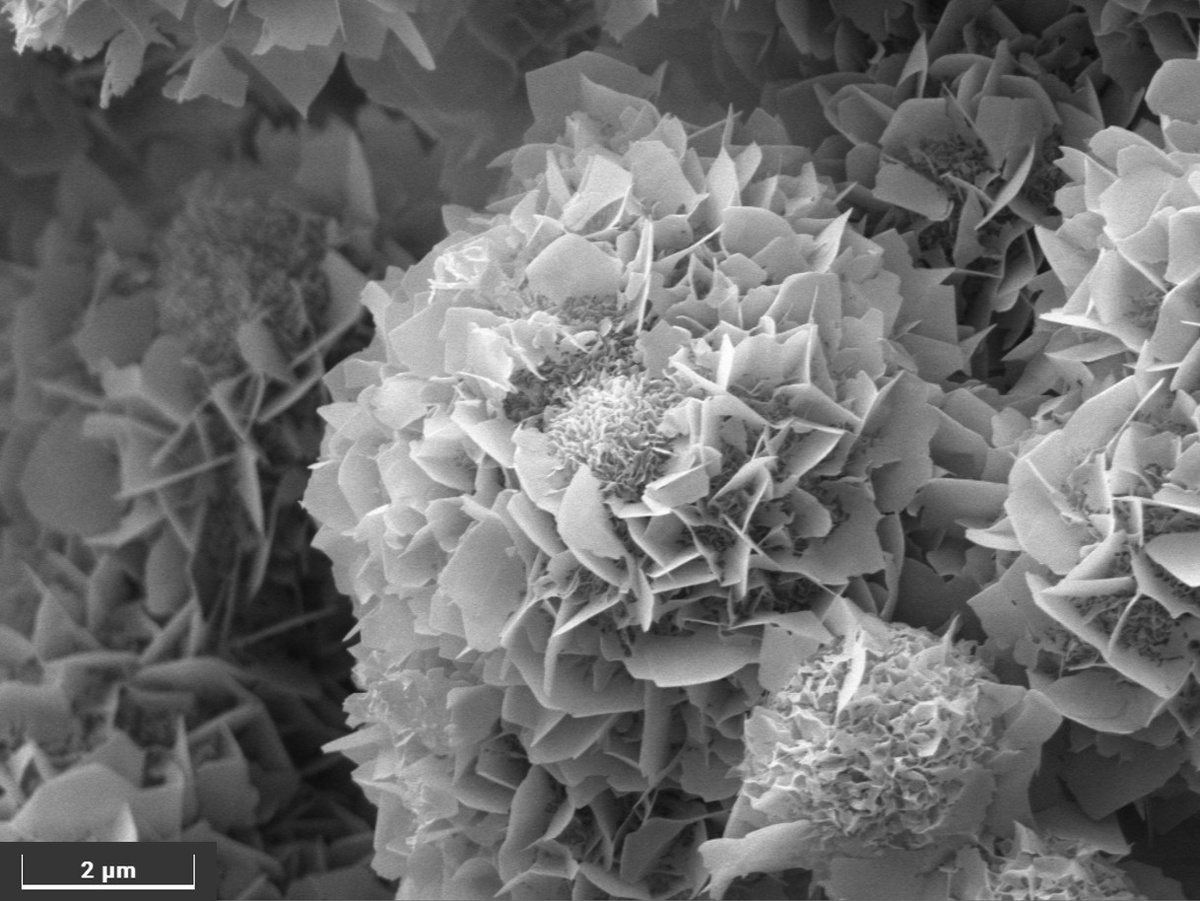 «Хризантемы» из кристаллов гидроксиапатита: иллюстрация биоактивности керамики на основе фосфатов магния. Источник: МГУ имени М.В. Ломоносова