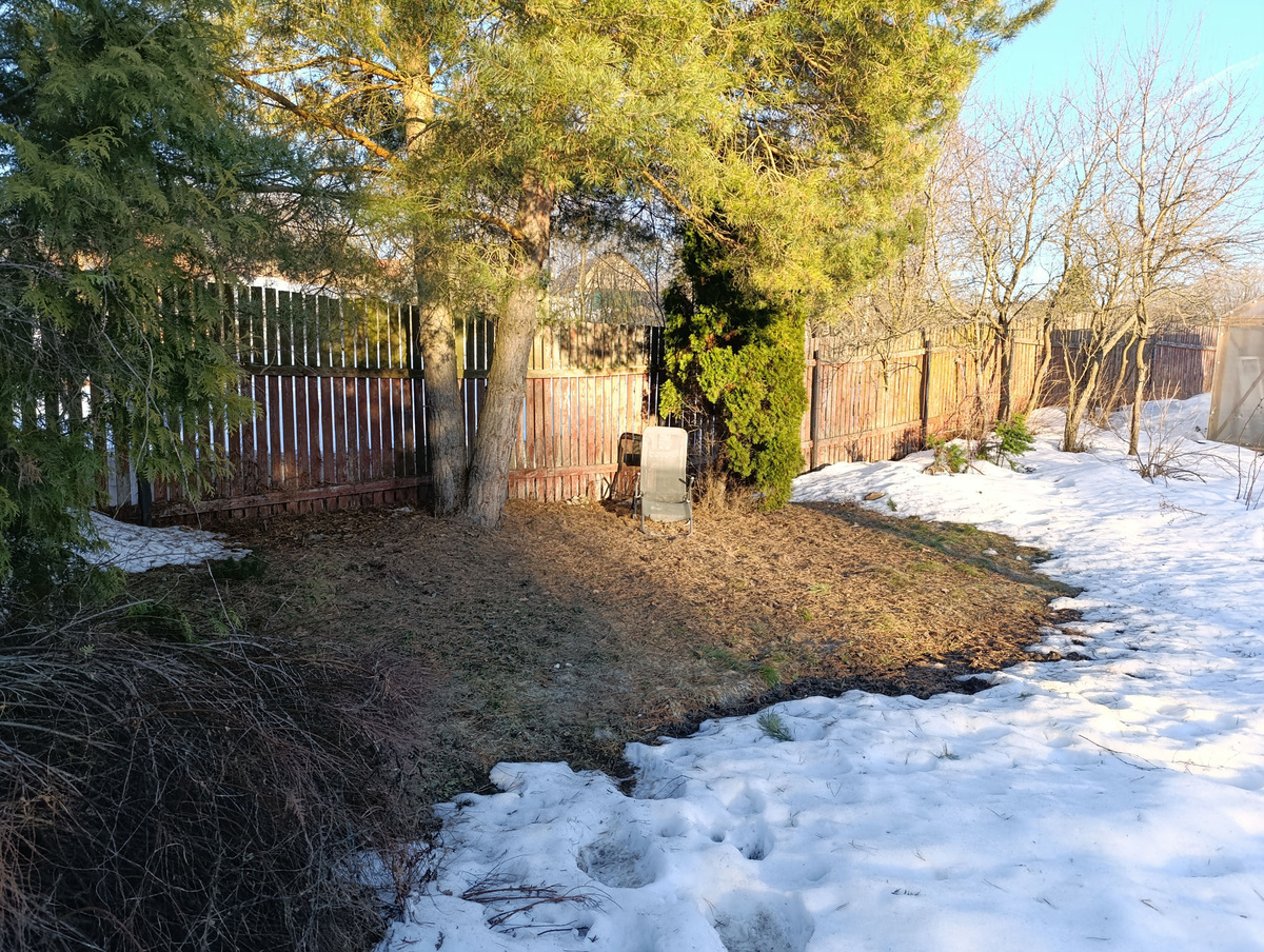 У сосны два ствола