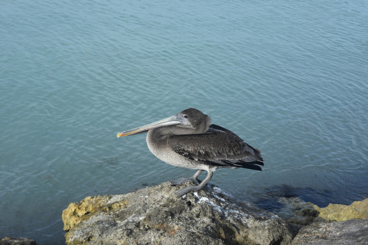    Фото: DejaVu Designs/freepik.com