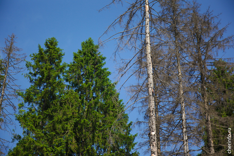    О планах по озеленению городских территорий сообщил временно исполняющий полномочия главы Череповца