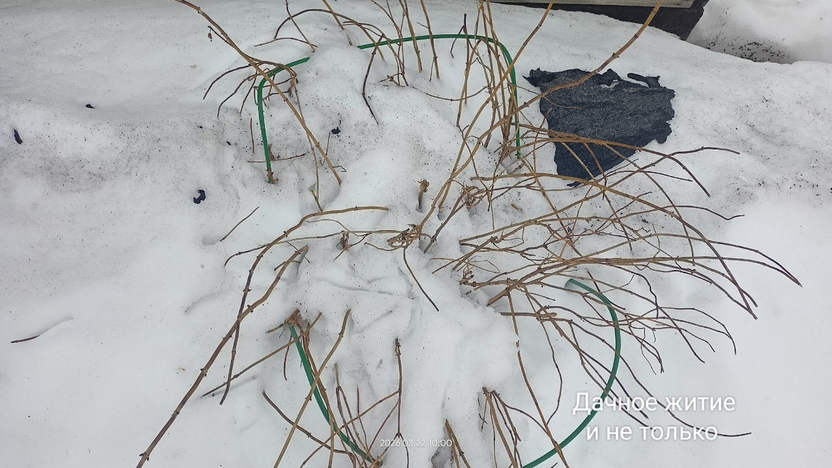 Древовидная гортензия Анабель март 2026. Фото автора