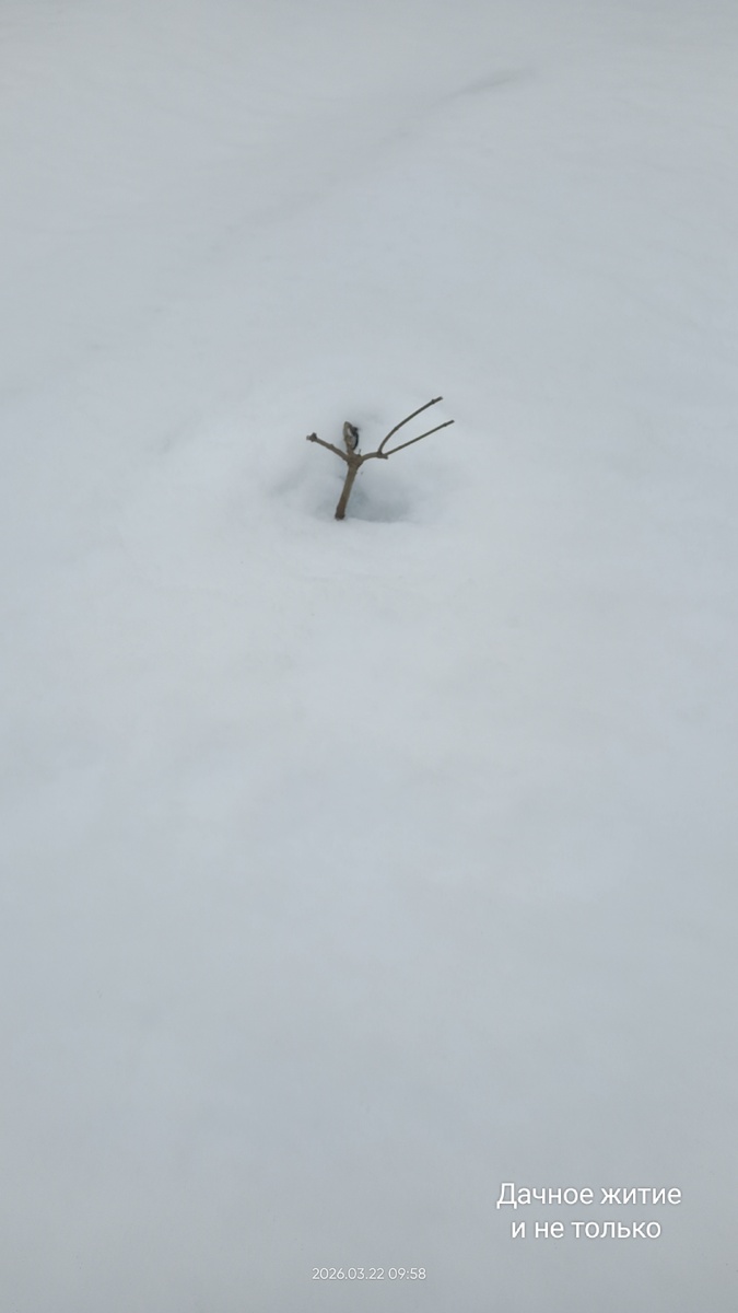 Ванила Фрэйз еле видна из под снега