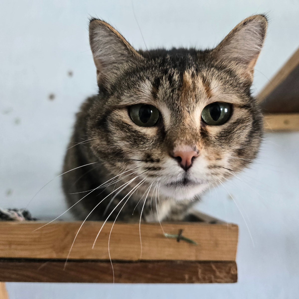 мудрые зелёные глаза смотрят прямо в душу