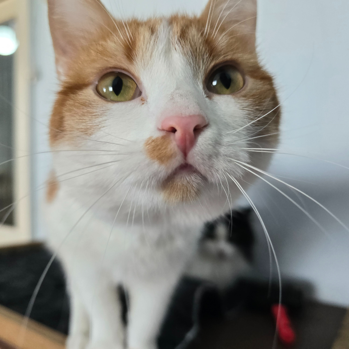 жёлто-зелёные глаза полные любопытства и нежности