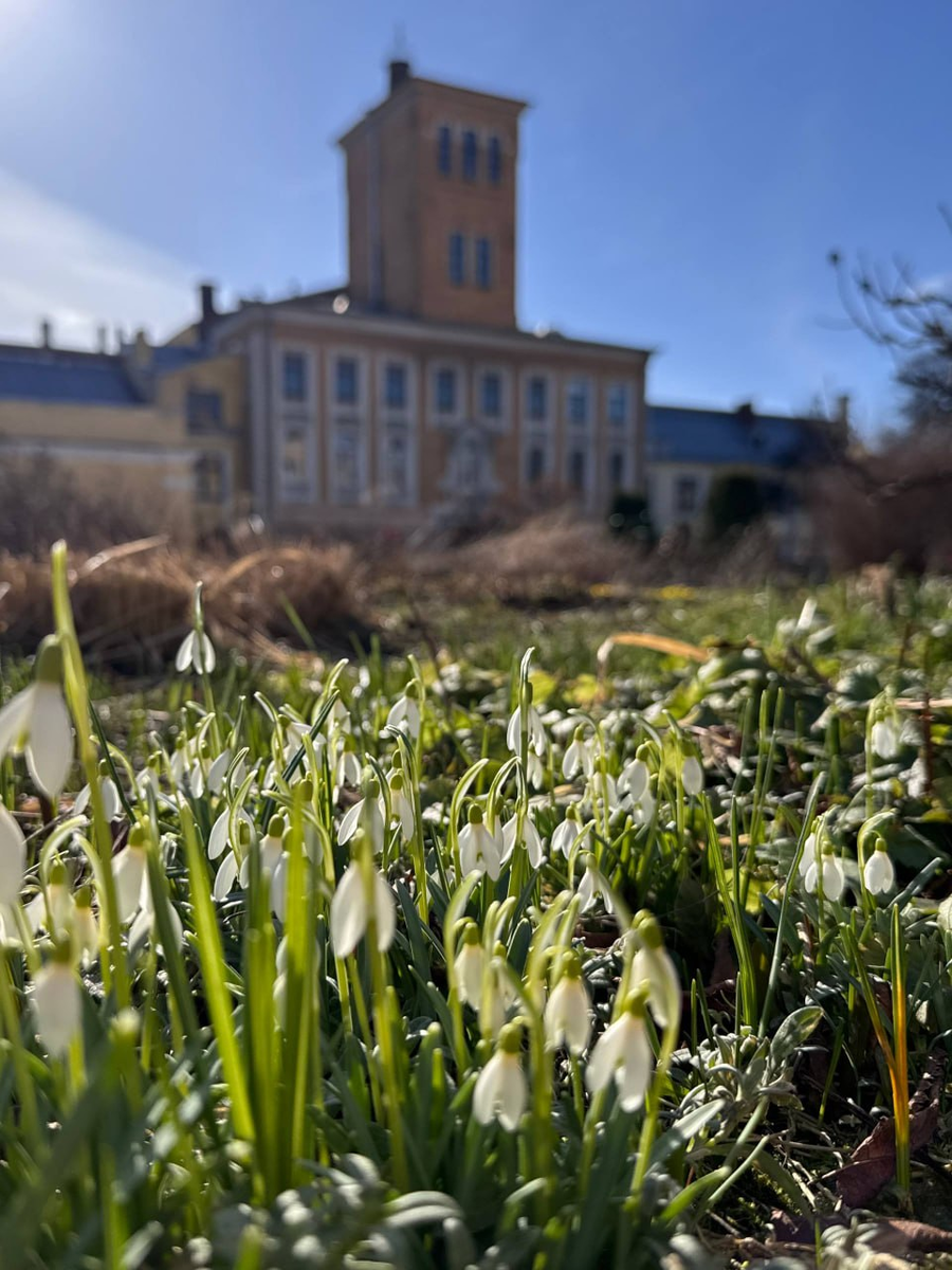 Подснежники в Ботаническом саду. Фото с просторов сети интернет.