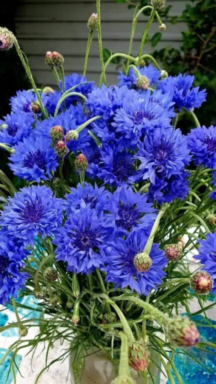 какая красота