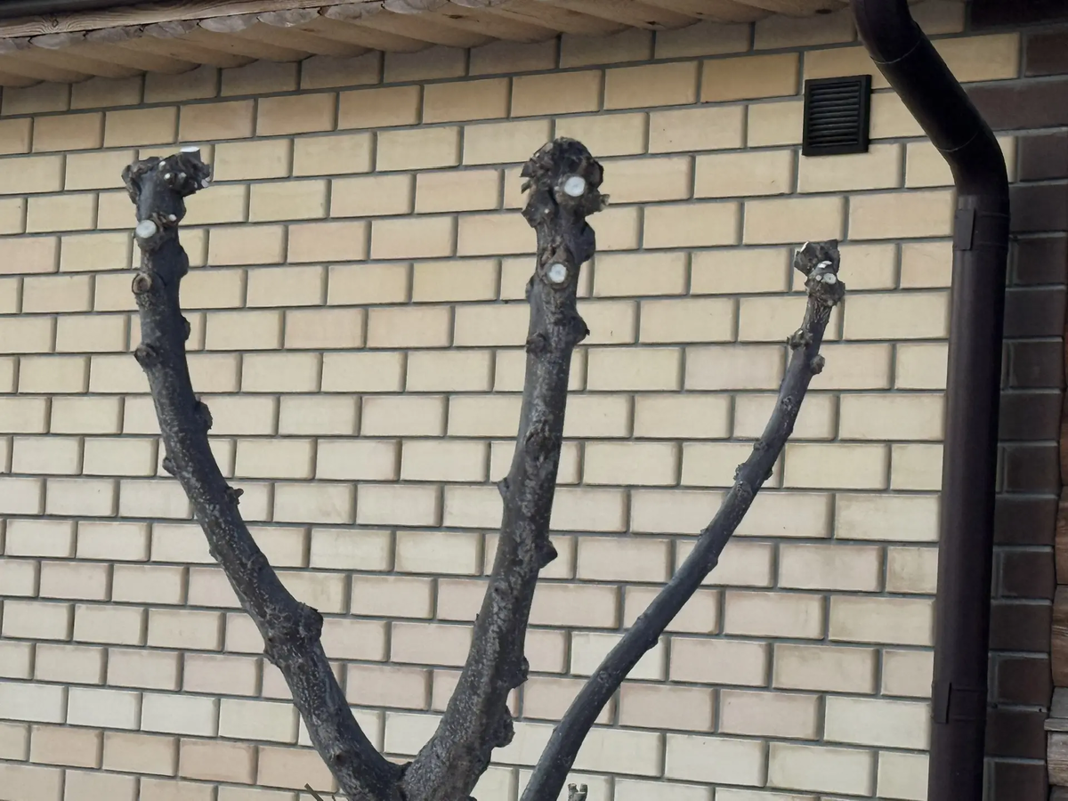 Фото автора. Дуб черешчатый после обрезки