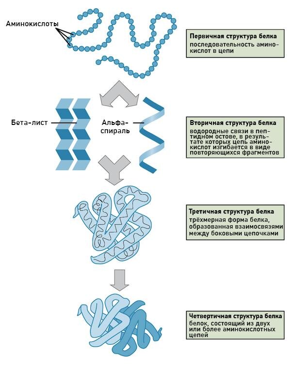 


1️⃣ ПЕРВИЧНАЯ СТРУКТУРА

Это цепочка аминокислот, соединённых пептидными связями. 

Пептидная связь образуется между аминогруппой (–NH₂) одной аминокислоты и карбоксильной группой (–COOH) другой. 

Первичная структура определяет все следующие уровни.


2️⃣ ВТОРИЧНАЯ СТРУКТУРА

Цепочка начинает сворачиваться благодаря водородным связям. 

Эти связи возникают между –CO одной аминокислоты и –NH группой другой. 

В итоге цепочка формирует альфа-спирали или бета-слои.


3️⃣ ТРЕТИЧНАЯ СТРУКТУРА

Белок сворачивается в объёмный клубок-глобулу. Тут уже связи идут не между -CO и -NH, а между радикалами аминокислот. Возможны разные варианты:

– ионные связи,
– водородные связи,
– дисульфидные мостики,
– гидрофобные взаимодействия.


4️⃣ ЧЕТВЕРТИЧНАЯ СТРУКТУРА

Это уровень, на котором соединяются несколько готовых глобул (белковых субъединиц). 

___________

ИТОГО последовательность формирования: 

Пептидные связи (первичная) → Водородные связи между –C=O и –NH (вторичная) → Связи между радикалами: ионные, водородные, дисульфидные, гидрофобные (третичная) → Связи между глобулами: водородные, ионные, электростатические (четвертичная).