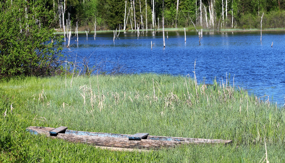 Рис. 1. Заболачивание озера. Валдай. Фотография С.П. Якуцени ©.