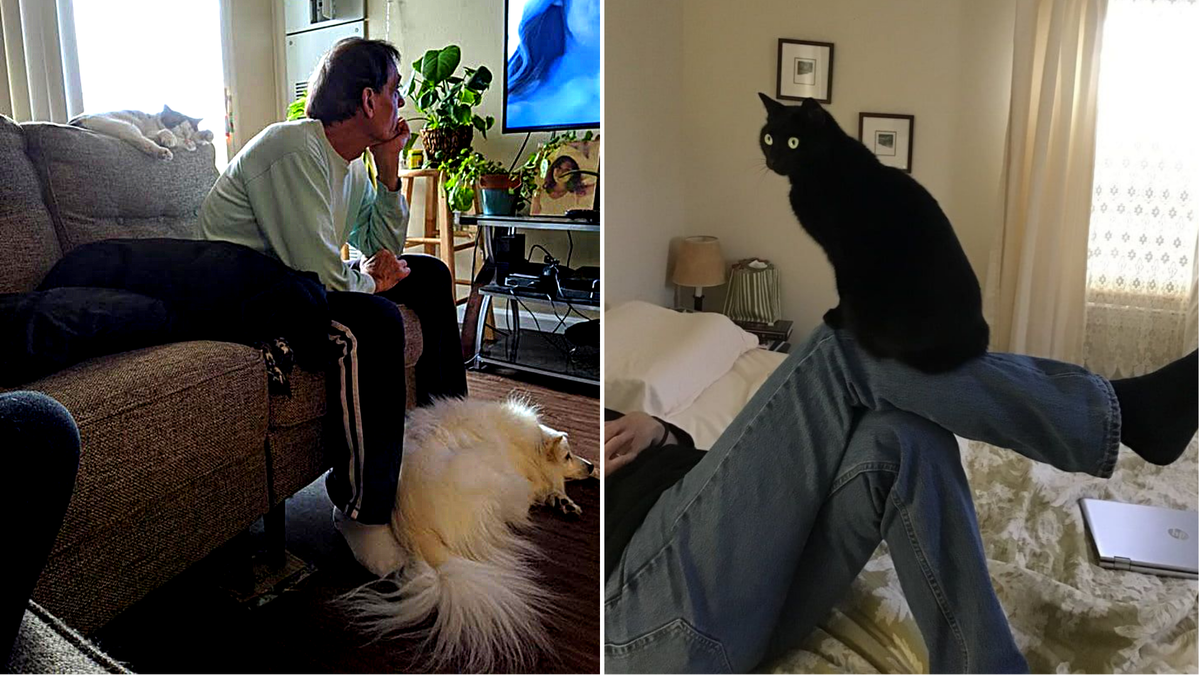 В окружении питомцев, которых никогда не хотел.